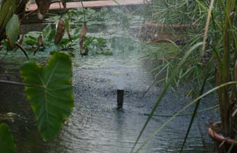 L'aigua, al Jardí Botànic.